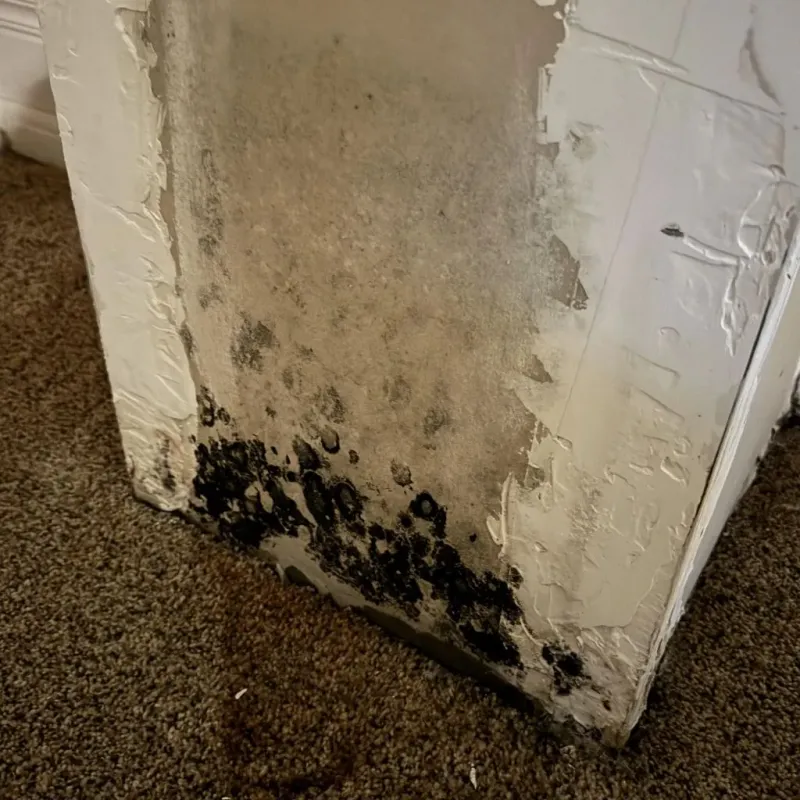 Professional Mold Removal in La Center, KY